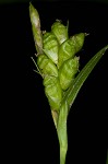 Prune-fruit sedge