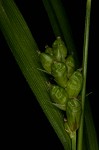 Prune-fruit sedge