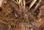 Coastal plain sedge