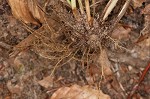 Coastal plain sedge