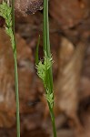 Coastal plain sedge