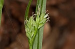 Coastal plain sedge