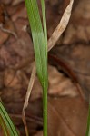 Coastal plain sedge