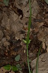 Coastal plain sedge