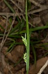 Coastal plain sedge