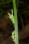 Coastal plain sedge