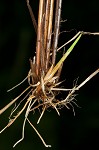 Star sedge