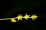 Star sedge