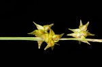 Star sedge