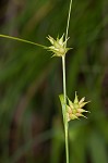 Elliott's sedge