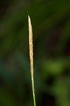 Elliott's sedge