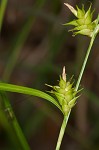 Elliott's sedge