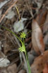 Elliott's sedge