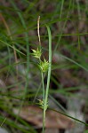 Elliott's sedge