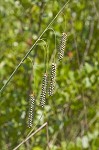 Southern waxy sedge