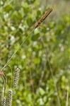 Southern waxy sedge