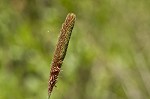 Southern waxy sedge