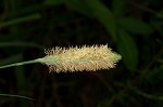 Southern waxy sedge