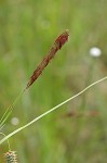 Southern waxy sedge