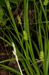 Smoothsheath sedge