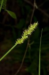 Smoothsheath sedge