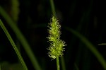 Smoothsheath sedge