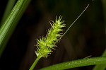 Smoothsheath sedge