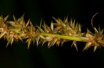 Smoothsheath sedge