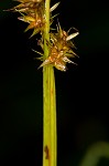 Smoothsheath sedge