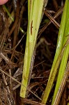 Smoothsheath sedge