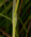 Smoothsheath sedge