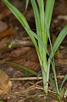 Spreading sedge