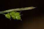 Spreading sedge