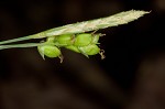 Spreading sedge