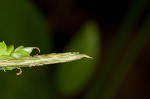 Spreading sedge