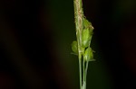 Spreading sedge