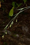 Spreading sedge