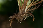 Spreading sedge