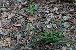 Broad looseflower sedge