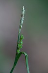 Broad looseflower sedge