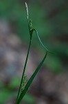 Broad looseflower sedge