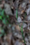 Broad looseflower sedge