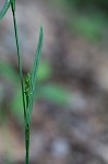 Broad looseflower sedge