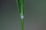 Broad looseflower sedge