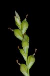 Broad looseflower sedge