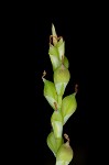 Broad looseflower sedge