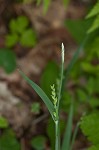 Broad looseflower sedge