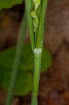 Broad looseflower sedge