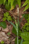 Broad looseflower sedge