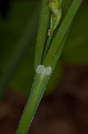 Broad looseflower sedge